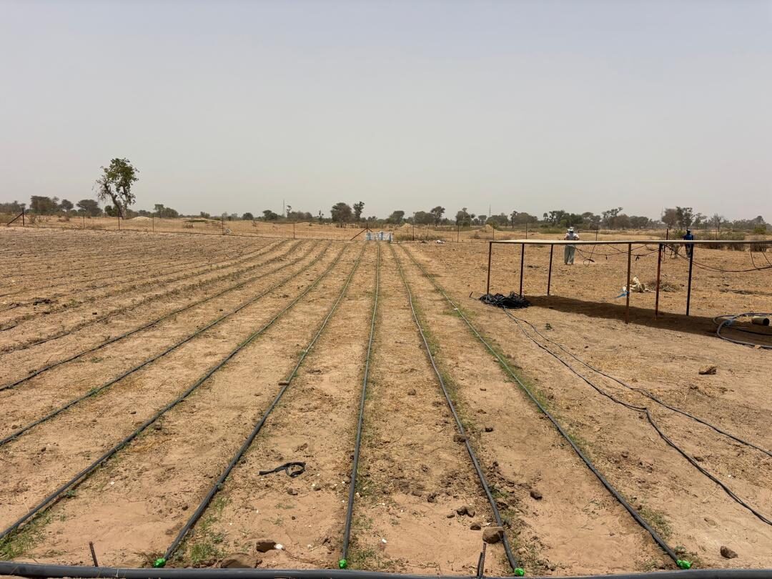 Irrigation et distribution